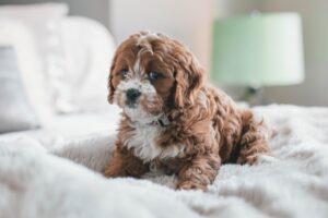 petit chien
