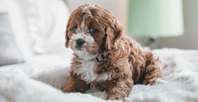 petit chien